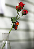 Two drops of honey in amber Red earrings